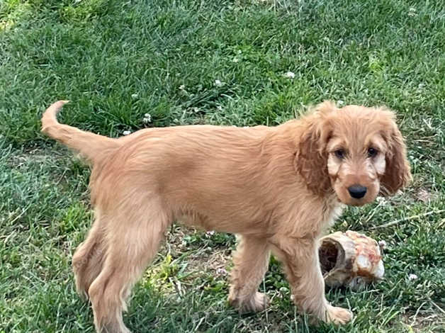 Irish setter outlet x poodle