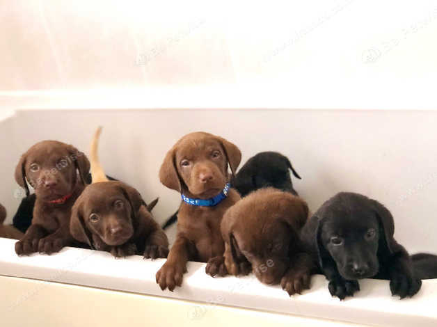 Kc registered labrador outlet puppies