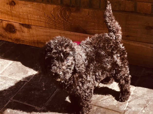 Bedlington poodle hot sale mix