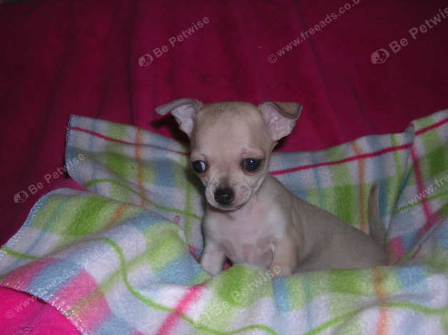 Pedigree chihuahua best sale