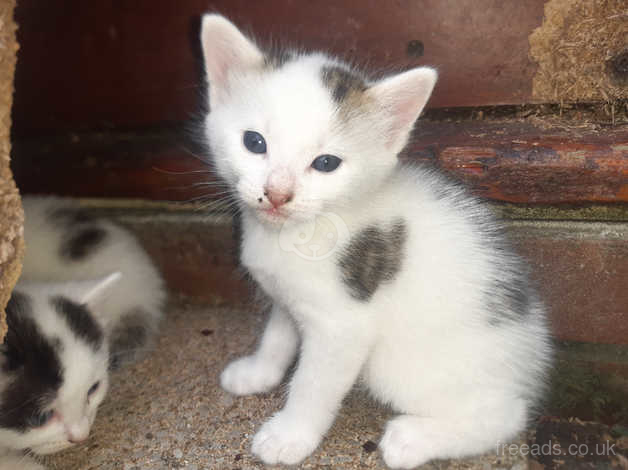 White kitten clearance for sale