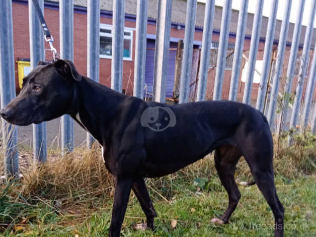 Wheaton lurcher hot sale