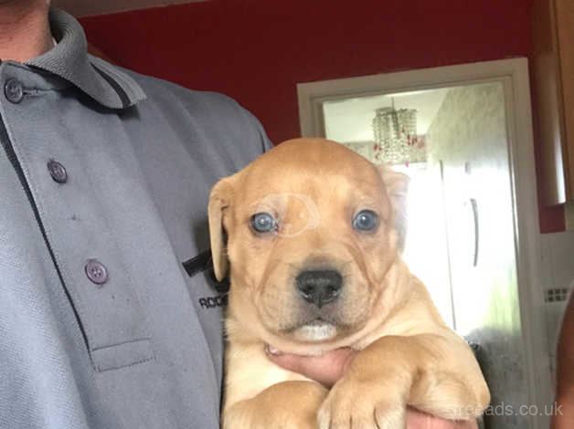 lab cross staffy puppies for sale