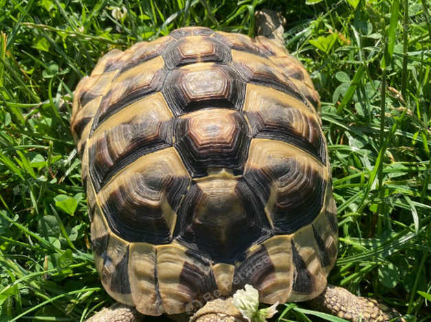 Adult Female Hermann Tortoise in Halesowen B62 on Freeads Classifieds ...