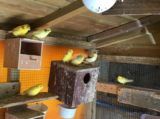 Sale Day On Birds Canaries Budgies And Zebra Finches In Oxfordshire On Freeads Classifieds