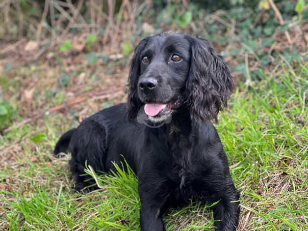 Cocker spaniel gun sales dog