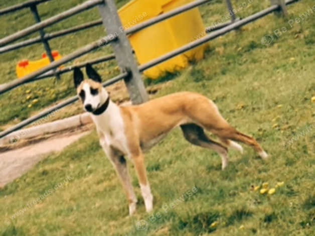 Bully lurcher sale