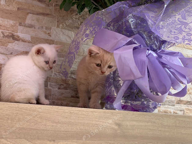 British Shorthair Kittens Stunning In Lanark Ml11 On Freeads