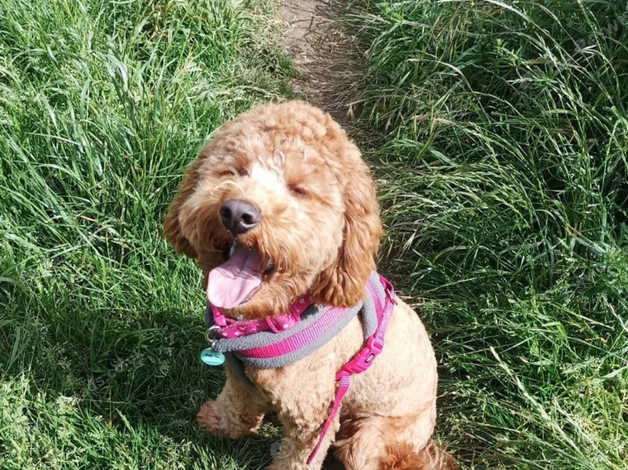 Daisy Dog 2 Year Old Red Cockerpoo in Doncaster DN12 on Freeads ...