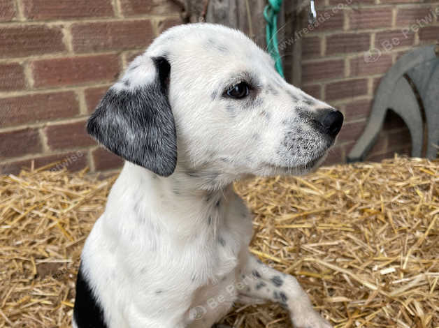 Collie best sale cross dalmatian