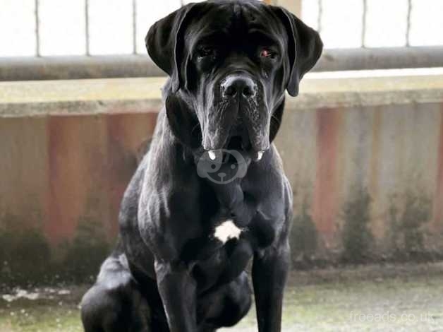 Cane corso sales black male