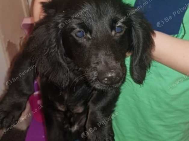Long Haired Dachshund Boy For Sale In Manchester M8 On Freeads