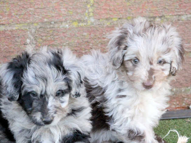 border collie cross miniature poodle