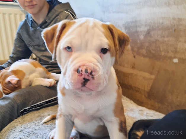 Merle sales american bulldog