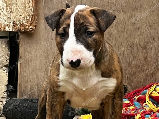 Bullyview puppies for sales sale