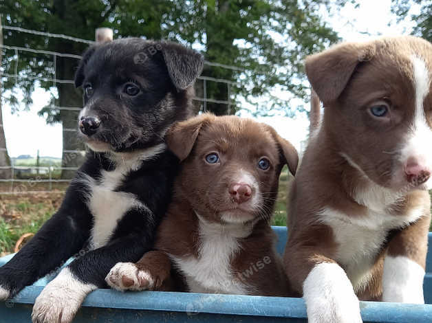 3 Left! Beautiful Collie Pups Looking For Forever Homes. In Newbridge ...