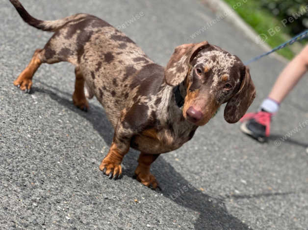 Merle dachshund 2024 for sale