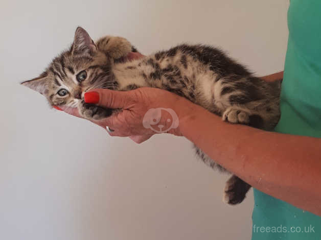 British Shorthair Kittens Silver Lines Gentle Loyal And Kind