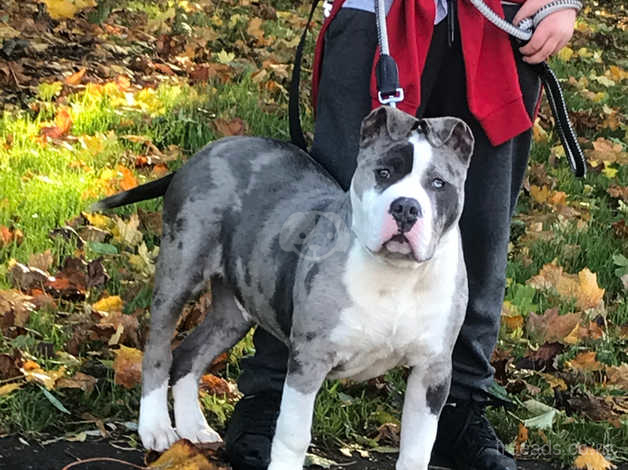 Blue 2024 merle bully