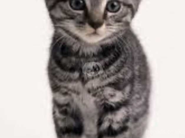 Female Grey Tabby Kitten In Chipping Norton Ox7 On Freeads