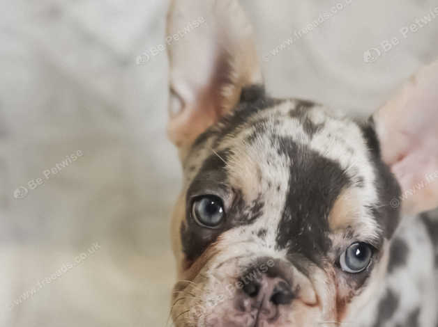 Lilac tri merle french cheap bulldog