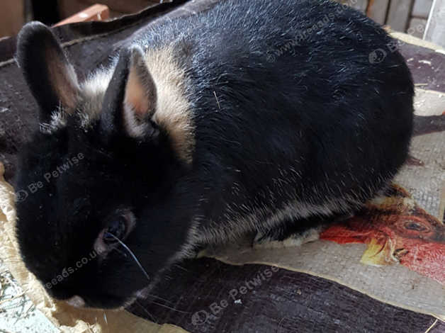 Stunning Vaccinated Black Otter Doe From My Show Lines in Horsham RH13 ...