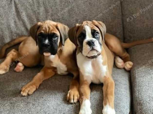 Boxers 2024 needing rehoming