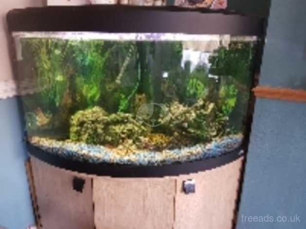 Fluval hotsell corner tank