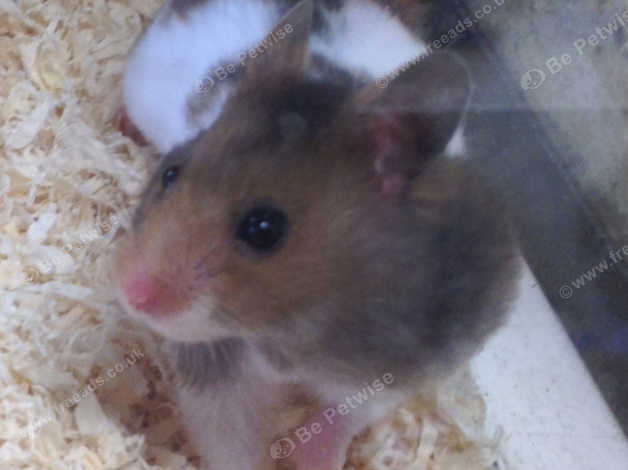 Beautiful Baby Male Syrian Hamster Cage In Bristol On Freeads