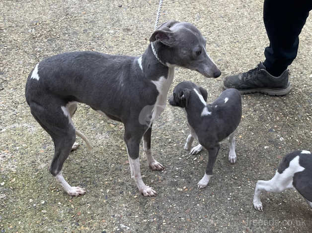 Free best sale whippet puppies