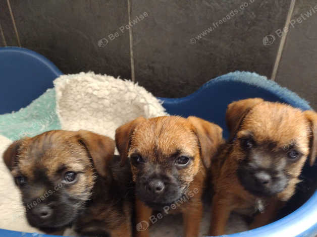 slem in border terriers