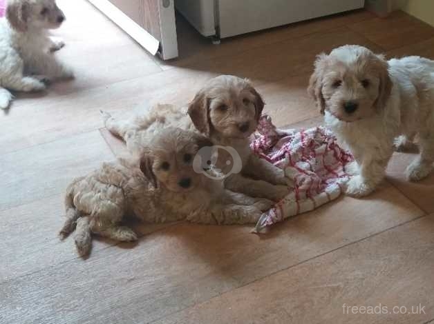 cockapoo puppies for sale in south yorkshire