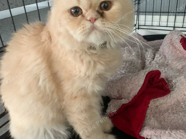 1 year old persian cat cheap