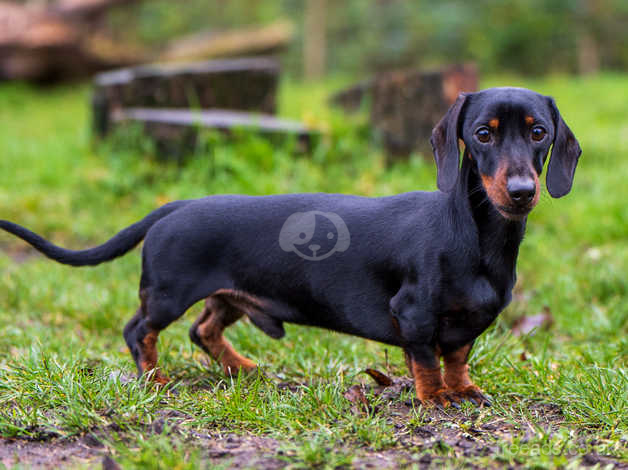 Black tan hot sale miniature dachshund