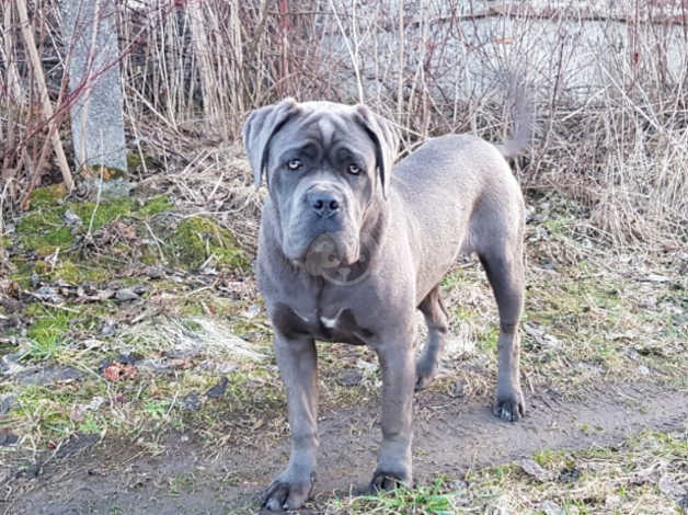 Female 3 Months Old Canecorso Puppy Forkowloonhk En Oc2o