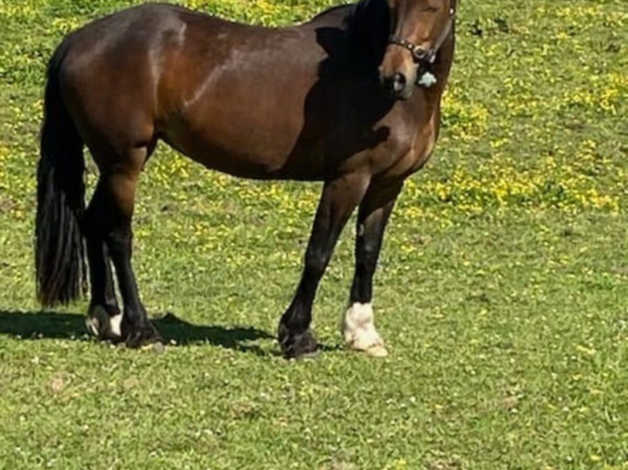 14.3h Rising 5yo Blank Canvas Gelding in East Sussex East