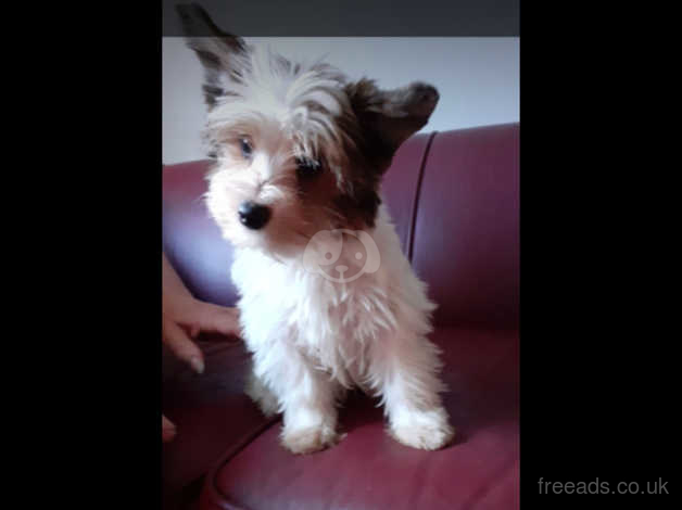 Biro yorkshire terrier for 2024 sale