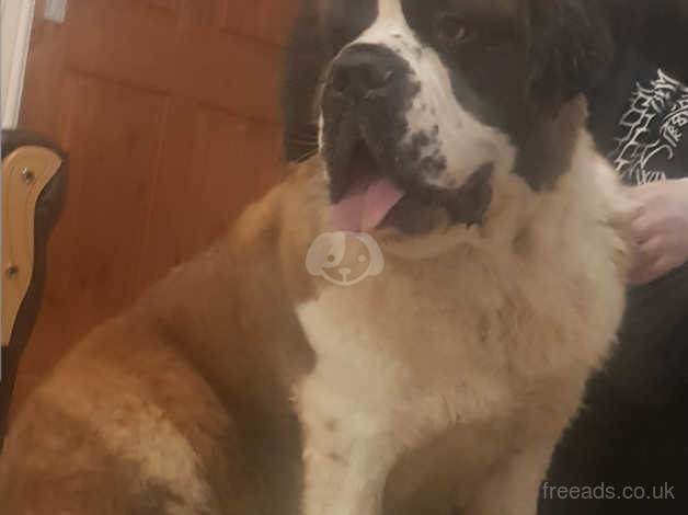 Saint bernards for adoption best sale near me