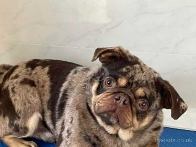 Merle pug hotsell puppies for sale