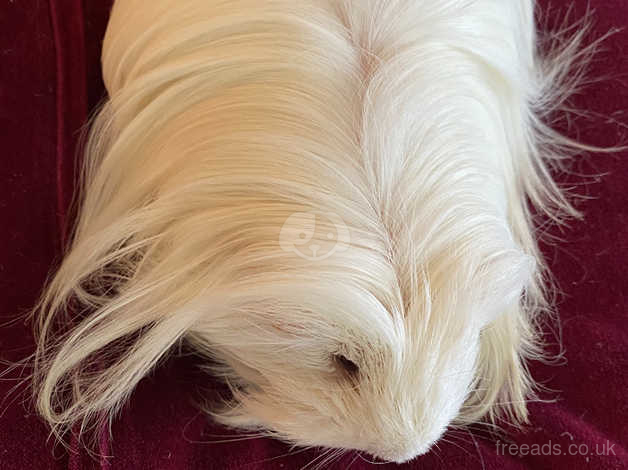 Long haired sales white guinea pig