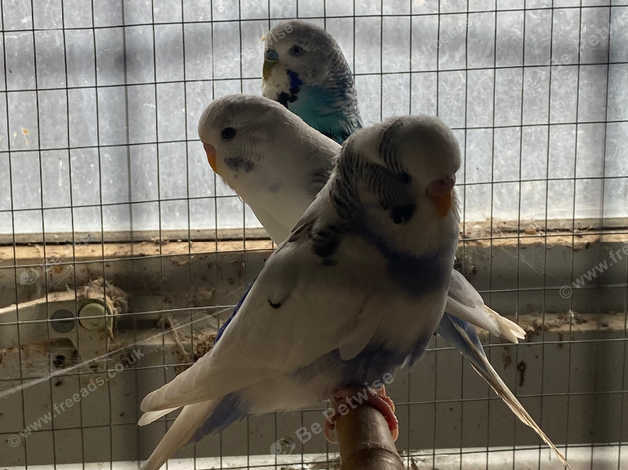 7 Budgies in Port Talbot SA12 on Freeads Classifieds - Budgies classifieds