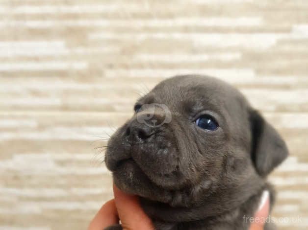 Kc registered staffordshire sales bull terrier puppies