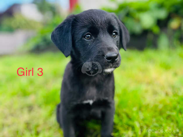 Border collie x labrador puppies sales for sale