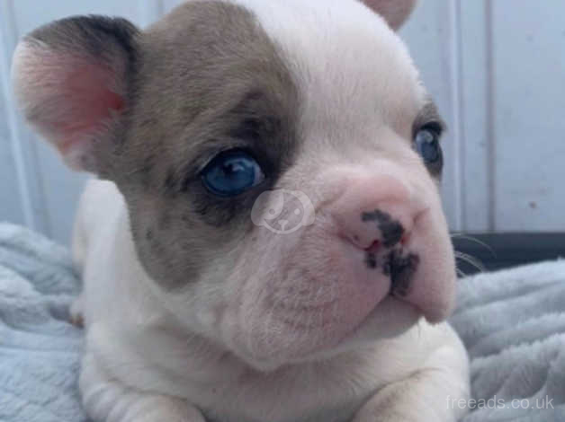 Pied merle outlet french bulldog