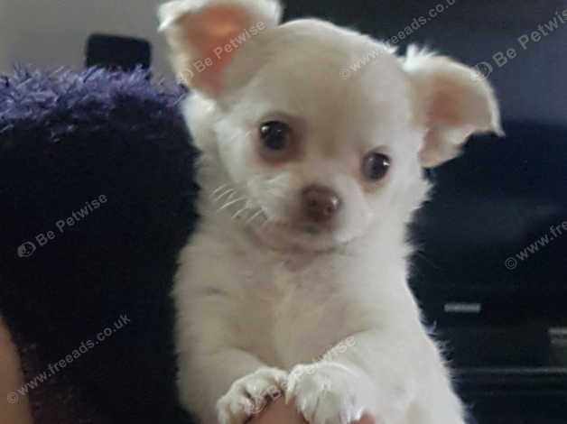 Gorgeous Rare Cream Carrying Chocolate Long Haired Chihuahua