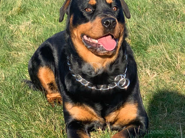 Kennel club deals rottweiler puppies