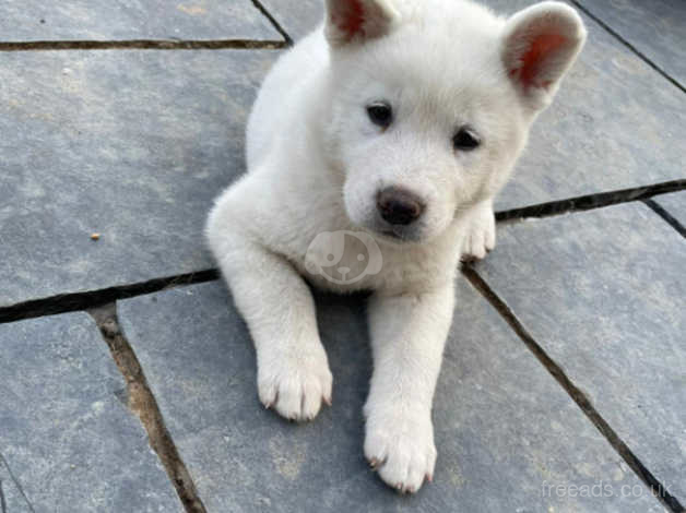 White cheap akita puppy