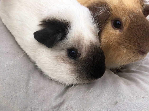 White californian hot sale guinea pig