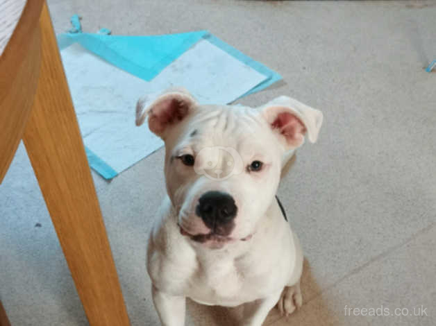 White staffordshire bull terrier sales for sale