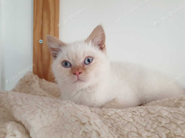 Stunning Cream Colourpoint In Stafford On Freeads Classifieds